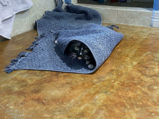 Illustration de l'article : 20 chats qui bousculent notre vision du confort avec leurs choix inattendus de lieux de repos