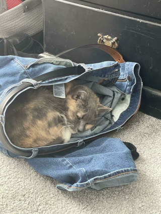 Illustration de l'article : 20 chats qui bousculent notre vision du confort avec leurs choix inattendus de lieux de repos