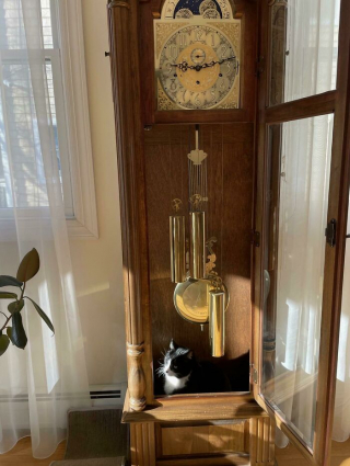 Illustration de l'article : 20 chats qui bousculent notre vision du confort avec leurs choix inattendus de lieux de repos