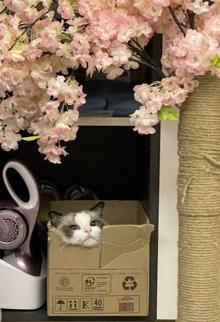 Illustration de l'article : 20 chats qui bousculent notre vision du confort avec leurs choix inattendus de lieux de repos