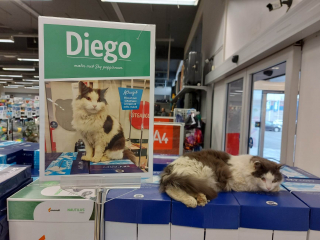 Illustration de l'article : Un élan de solidarité pour sauver Diego, l'adorable félin star d'un centre commercial
