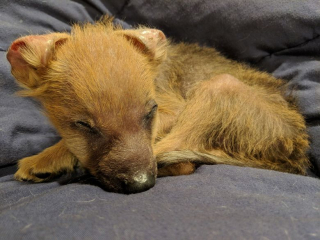 Illustration de l'article : Chupey, le chien au sourire permanent malgré ses problèmes de santé