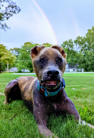 Illustration de l'article : Chupey, le chien au sourire permanent malgré ses problèmes de santé