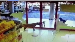 Illustration de l'article : Cambriolage insolite : des chiens s'unissent pour dérober un jouet en forme de chien (vidéo)