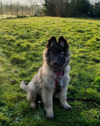 Illustration de l'article : 20 photos pour mieux connaître le Berger Belge Tervueren et s'en émerveiller