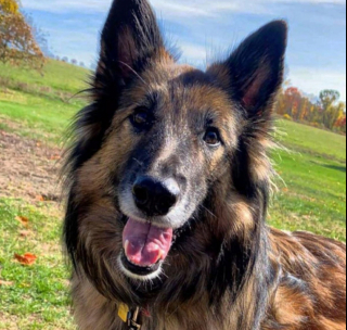 Illustration de l'article : 20 photos pour mieux connaître le Berger Belge Tervueren et s'en émerveiller