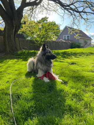Illustration de l'article : 20 photos pour mieux connaître le Berger Belge Tervueren et s'en émerveiller