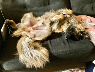 Illustration de l'article : 20 photos pour mieux connaître le Berger Belge Tervueren et s'en émerveiller