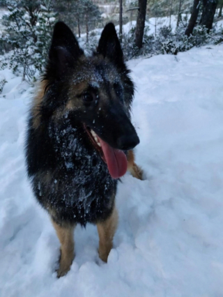 Illustration de l'article : 20 photos pour mieux connaître le Berger Belge Tervueren et s'en émerveiller