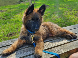 Illustration de l'article : 20 photos pour mieux connaître le Berger Belge Tervueren et s'en émerveiller