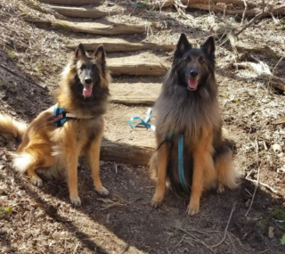 Illustration de l'article : 20 photos pour mieux connaître le Berger Belge Tervueren et s'en émerveiller