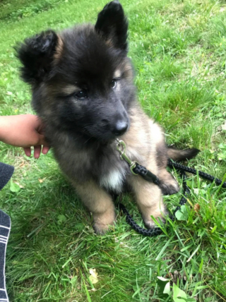 Illustration de l'article : 20 photos pour mieux connaître le Berger Belge Tervueren et s'en émerveiller