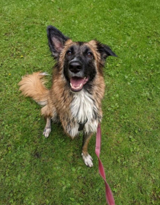 Illustration de l'article : 20 photos pour mieux connaître le Berger Belge Tervueren et s'en émerveiller