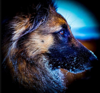 Illustration de l'article : 20 photos pour mieux connaître le Berger Belge Tervueren et s'en émerveiller