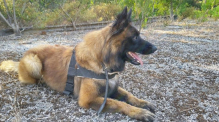 Illustration de l'article : 20 photos pour mieux connaître le Berger Belge Tervueren et s'en émerveiller