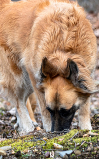 Illustration de l'article : 20 photos pour mieux connaître le Berger Belge Tervueren et s'en émerveiller