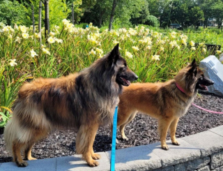 Illustration de l'article : 20 photos pour mieux connaître le Berger Belge Tervueren et s'en émerveiller