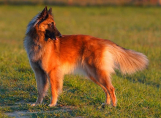 Illustration de l'article : 20 photos pour mieux connaître le Berger Belge Tervueren et s'en émerveiller