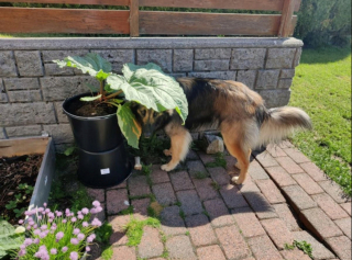 Illustration de l'article : 20 photos pour mieux connaître le Berger Belge Tervueren et s'en émerveiller