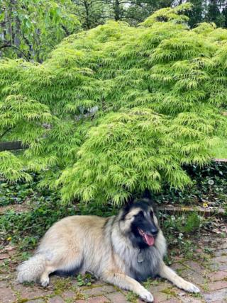 Illustration de l'article : 20 photos pour mieux connaître le Berger Belge Tervueren et s'en émerveiller