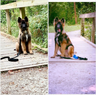 Illustration de l'article : 20 photos pour mieux connaître le Berger Belge Tervueren et s'en émerveiller