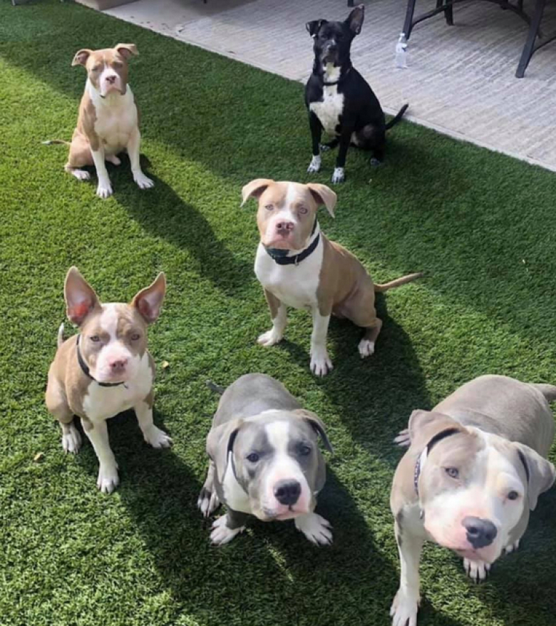 https://www.pets-dating.com/assets/ckeditor/2023/may/actualities/1955/xl/xx-photos-de-personnes-qui-ne-souhaitaient-pas-avoir-de-chien-et-qui-ont-change-d-avis-644f3f778.png