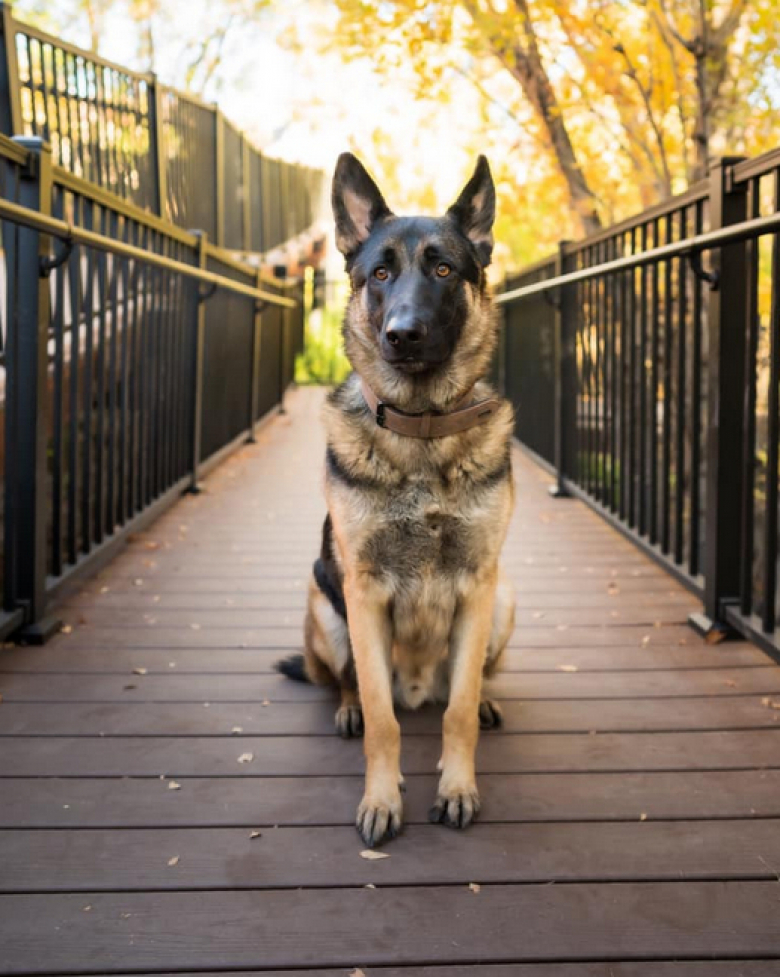 https://www.pets-dating.com/assets/ckeditor/2023/may/actualities/1955/xl/xx-photos-de-personnes-qui-ne-souhaitaient-pas-avoir-de-chien-et-qui-ont-change-d-avis-8f7de8b6f.png