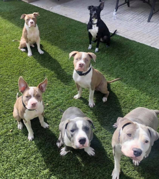 Illustration de l'article : 20 photos de personnes qui ne souhaitaient pas avoir de chien et qui ont changé d'avis