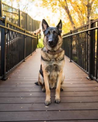 Illustration de l'article : 20 photos de personnes qui ne souhaitaient pas avoir de chien et qui ont changé d'avis