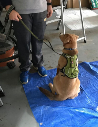 Illustration de l'article : 20 photos de personnes qui ne souhaitaient pas avoir de chien et qui ont changé d'avis