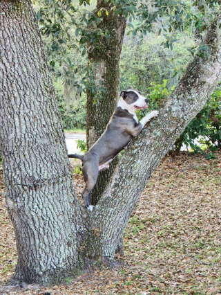 Illustration de l'article : Un nouveau départ pour Greyson : quand un chien errant devient roi des rues en skateboard électrique (vidéo)