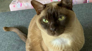 Illustration de l'article : Des vétérinaires opèrent un chat et découvrent que ce qu'ils croyaient être une tumeur était une tout autre chose