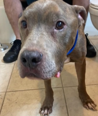 Illustration de l'article : Le retour inespéré d'un chien perdu : Betsy et son pitbull Harley se retrouvent après huit ans de séparation