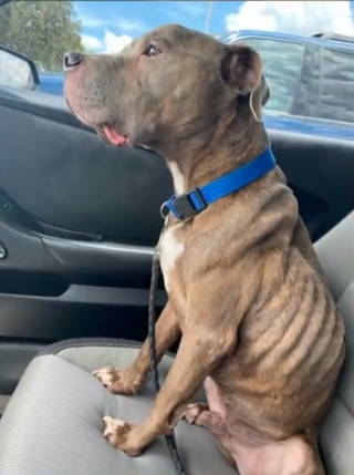 Illustration de l'article : Le retour inespéré d'un chien perdu : Betsy et son pitbull Harley se retrouvent après huit ans de séparation