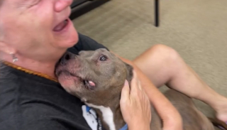 Illustration de l'article : Le retour inespéré d'un chien perdu : Betsy et son pitbull Harley se retrouvent après huit ans de séparation