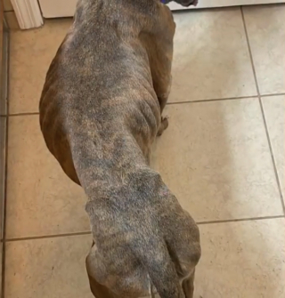 Illustration de l'article : Le retour inespéré d'un chien perdu : Betsy et son pitbull Harley se retrouvent après huit ans de séparation