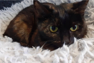 Illustration de l'article : Une association dénonce les conditions d’abandon d’une chatte, traumatisée par son expérience