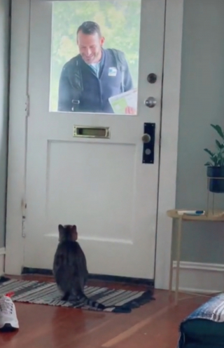 Illustration de l'article : Chaque matin, ce chat amical s’amuse avec son facteur préféré (vidéo)