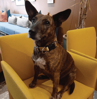 Illustration de l'article : En Afrique du Sud, un hôtel recueille des chiens errants et propose des services pour les animaux de compagnie