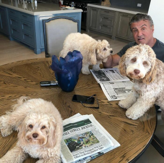 Illustration de l'article : 20 photos touchantes de célébrités follement amoureuses de leurs chiens