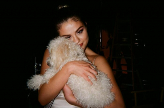 Illustration de l'article : 20 photos touchantes de célébrités follement amoureuses de leurs chiens