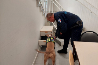 Illustration de l'article : De victime à héroïne : cette chienne maltraitée par un dealer devient détectrice de drogues pour la police