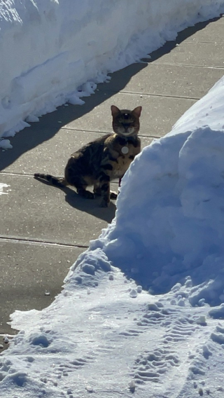 Illustration de l'article : Une fête tourne au drame lorsque le chat prend peur d'un feu d'artifice et disparaît dans la nature