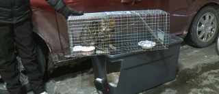 Illustration de l'article : Une fête tourne au drame lorsque le chat prend peur d'un feu d'artifice et disparaît dans la nature