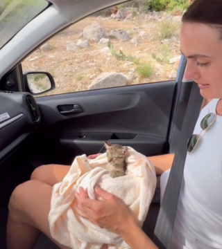 Illustration de l'article : Un couple de vacanciers trouve 3 chatons en Italie et appelle à l’aide pour les rapatrier vers le Canada