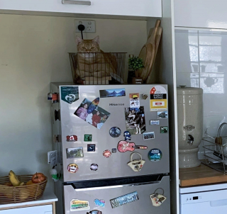 Illustration de l'article : 16 photos drôles et touchantes d'animaux surpris en pleine folie