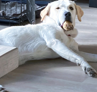 Illustration de l'article : 16 photos drôles et touchantes d'animaux surpris en pleine folie