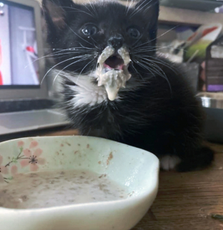 Illustration de l'article : 16 photos drôles et touchantes d'animaux surpris en pleine folie