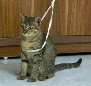 Illustration de l'article : 16 photos drôles et touchantes d'animaux surpris en pleine folie