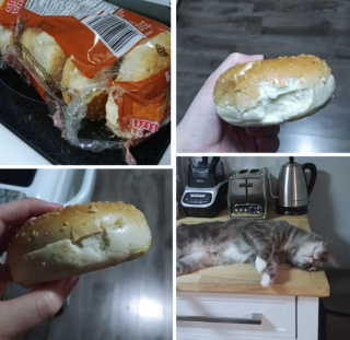 Illustration de l'article : 16 photos drôles et touchantes d'animaux surpris en pleine folie